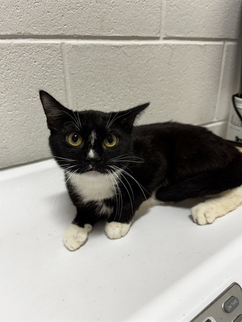 *JINX, a Domestic Short Hair (short coat) cat for adoption in Forestville, MD