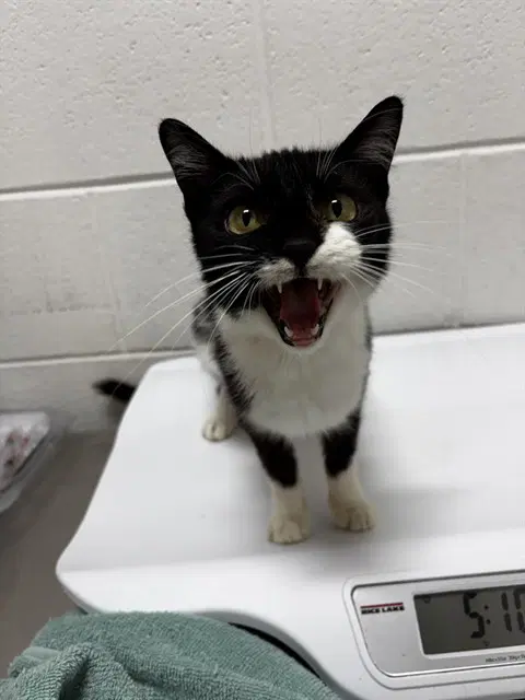 Binx - Domestic Short Hair