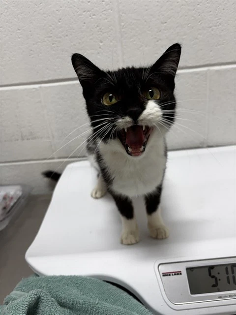 Binx
