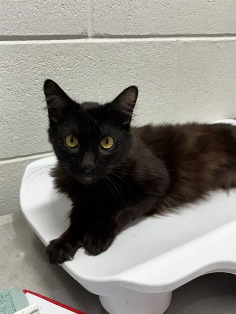 Hades - Domestic Short Hair