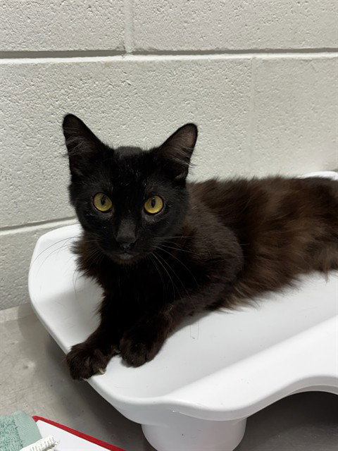 *HADES, a Domestic Short Hair (short coat) cat for adoption in Forestville, MD