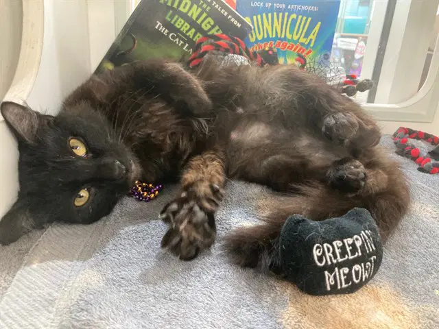 Hades - Domestic Short Hair