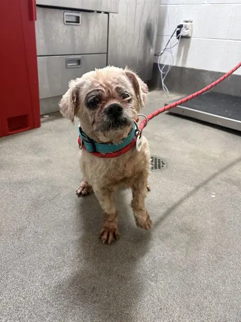 Sky - Shih Tzu