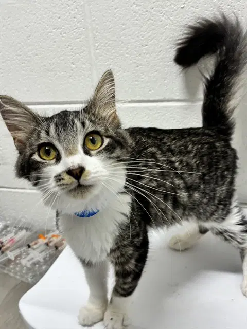 Melvin - Domestic Medium Hair