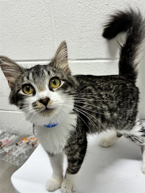 *MELVIN, a Domestic Medium Hair (medium coat) cat for adoption in Forestville, MD