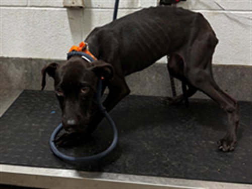 *CINNAMON, a Labrador Retriever (short coat) dog for adoption in Forestville, MD