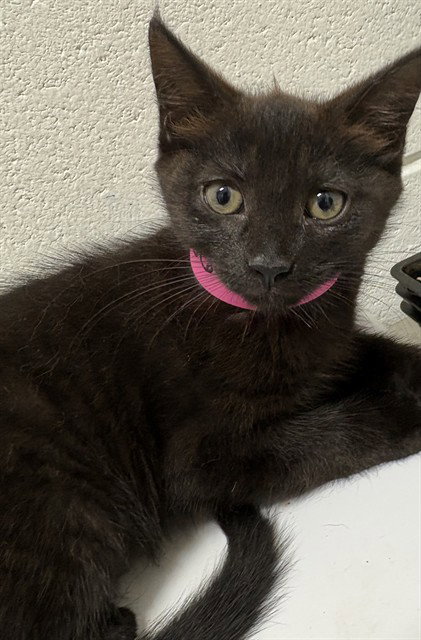 *DORA, a Domestic Short Hair (medium coat) cat for adoption in Forestville, MD
