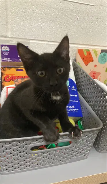 Debbie - Domestic Short Hair
