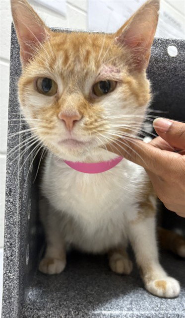 *ROSEMARY, a Domestic Short Hair (short coat) cat for adoption in Forestville, MD