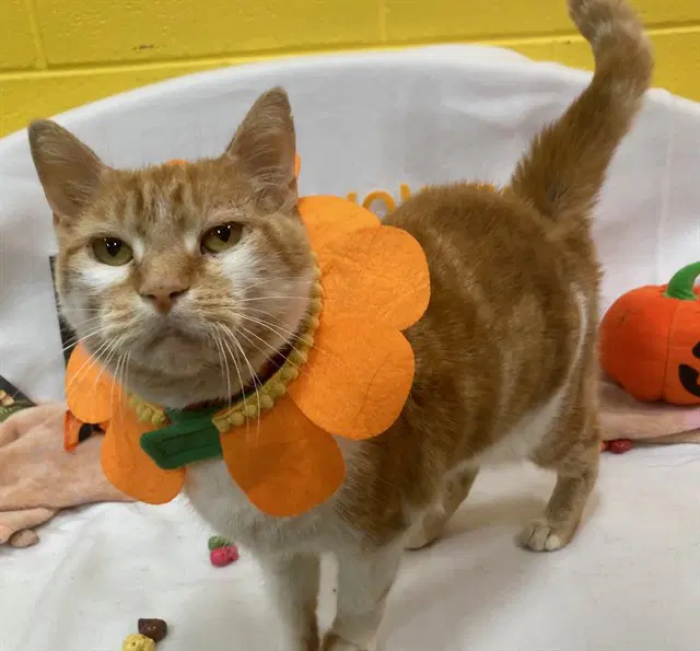 Rosemary - Domestic Short Hair