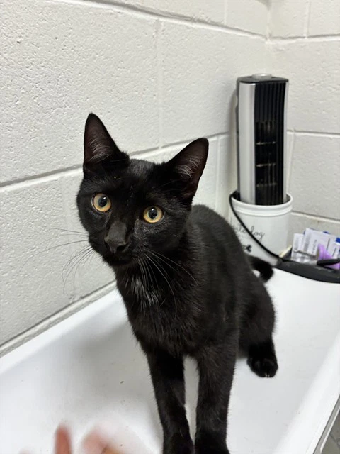 Salem