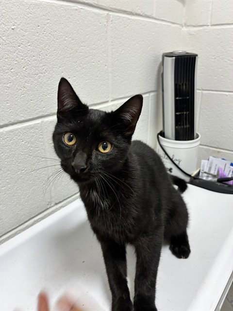 *SALEM, a Domestic Short Hair (medium coat) cat for adoption in Forestville, MD