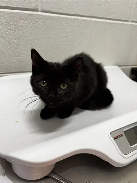 Mini - Domestic Short Hair