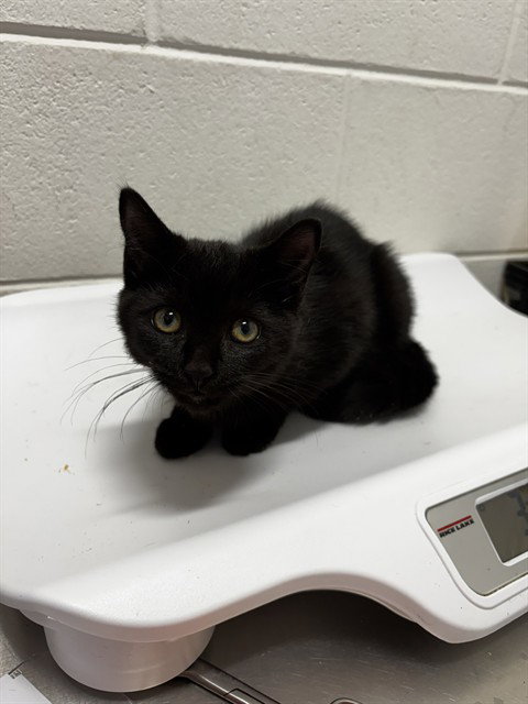 *MINI, a Domestic Short Hair (medium coat) cat for adoption in Forestville, MD
