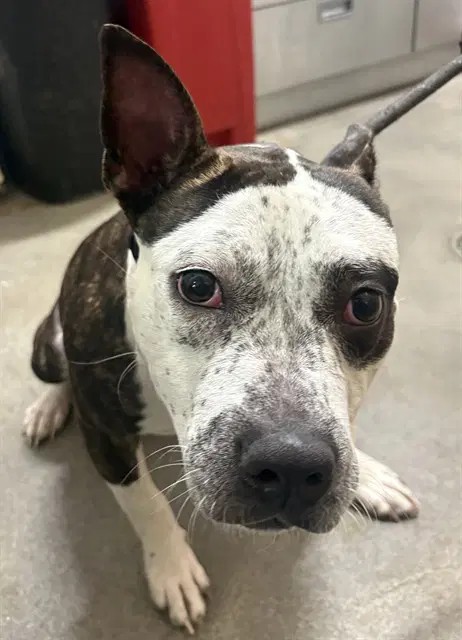 Suzie - Pit Bull Terrier