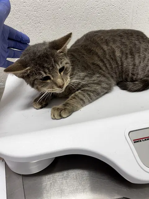 Ghoulie - Domestic Short Hair
