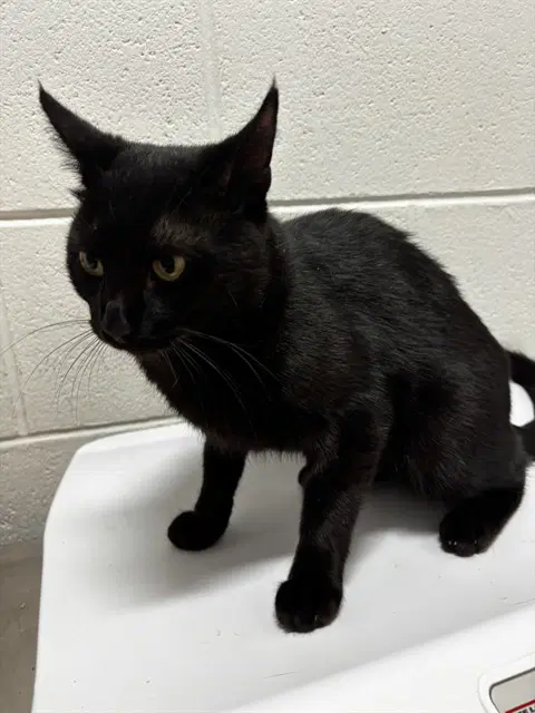 Dakoda - Domestic Short Hair
