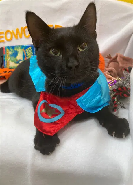 Dakoda - Domestic Short Hair