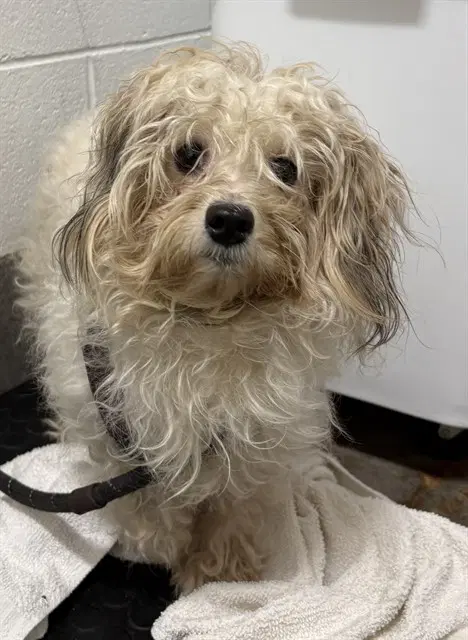 Turner Ashby - Maltese