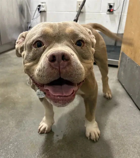 Sasha - American Bulldog