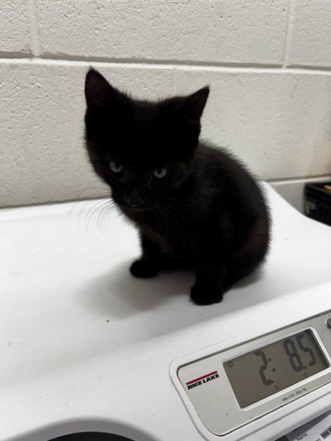 *SPOOK, a Domestic Short Hair (medium coat) cat for adoption in Forestville, MD