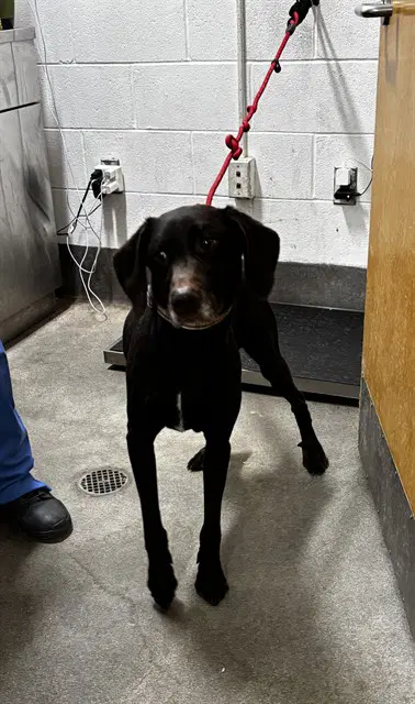 Chase - Labrador Retriever