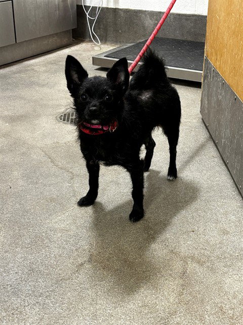 ZARA, a Chihuahua (medium coat) dog for adoption in Forestville, MD