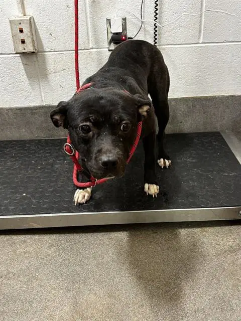 Tammy - Pit Bull Terrier