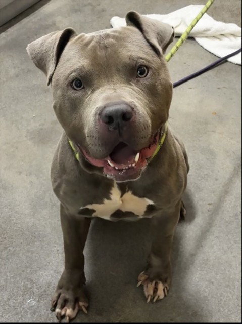 Zues, American Bulldog (short coat)
