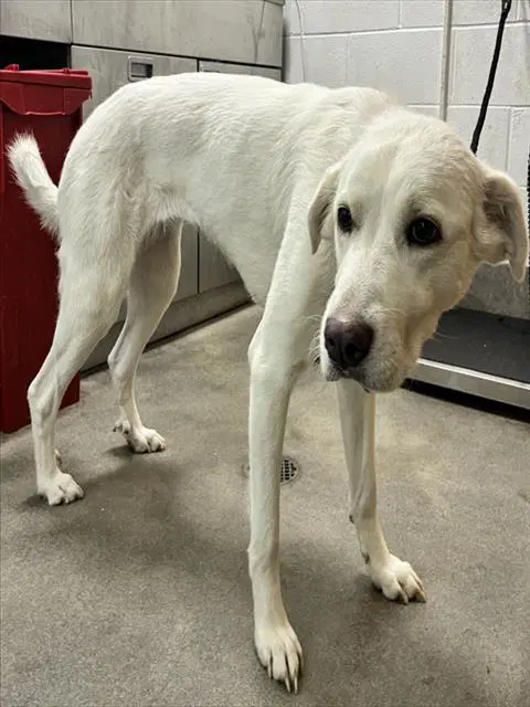 Perla - Great Pyrenees