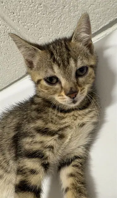 Basil - Domestic Short Hair