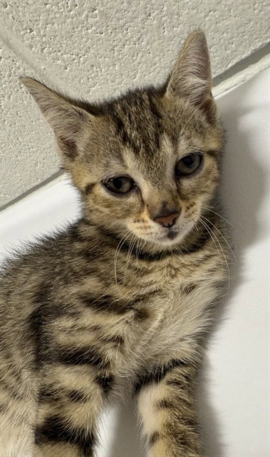 Basil, Domestic Short Hair (short coat)
