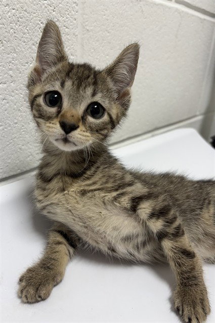 Sage, Domestic Short Hair (short coat)