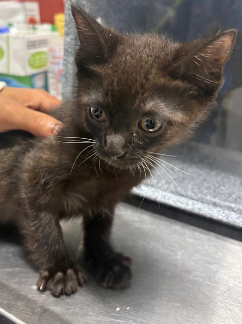 Parsley, Domestic Short Hair (short coat)