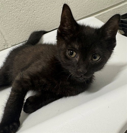 Dill, Domestic Short Hair (short coat)