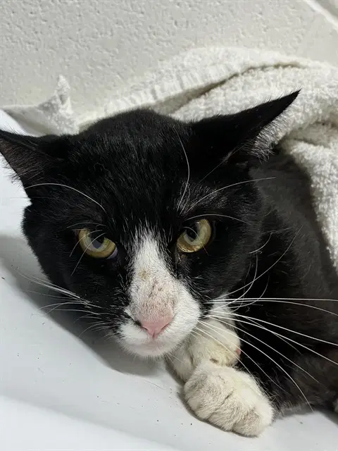 Tyrone - Domestic Short Hair