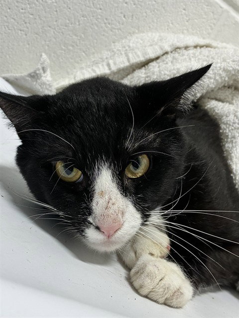 Tyrone, Domestic Short Hair (short coat)