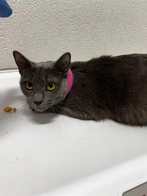 Magic - Domestic Short Hair