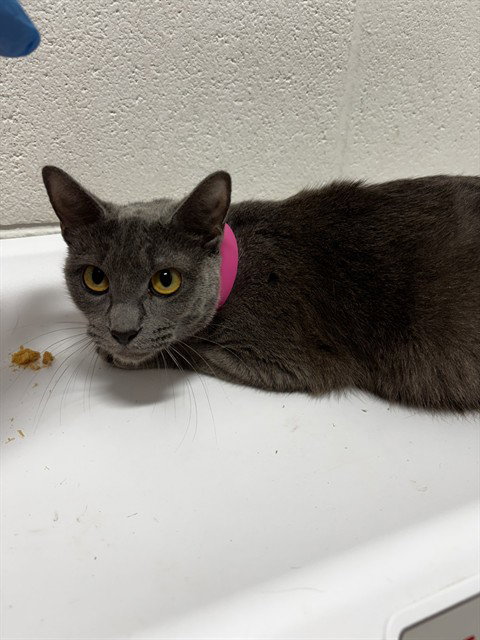 Magic, Domestic Short Hair (short coat)
