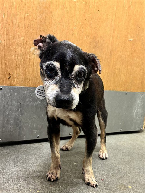 Pop Pop, Chihuahua (short coat)