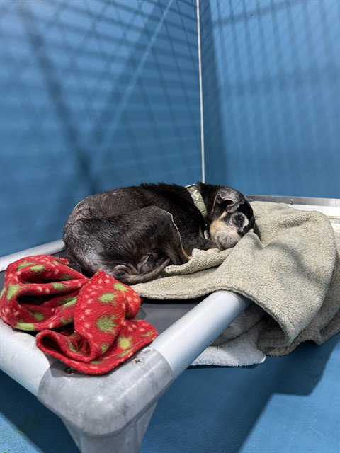 *POP POP, a Chihuahua (short coat) dog for adoption in Forestville, MD