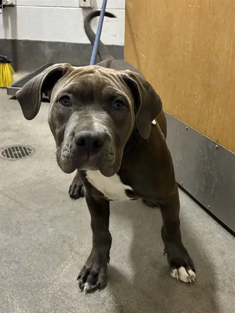 Kairo - Cane Corso Mastiff
