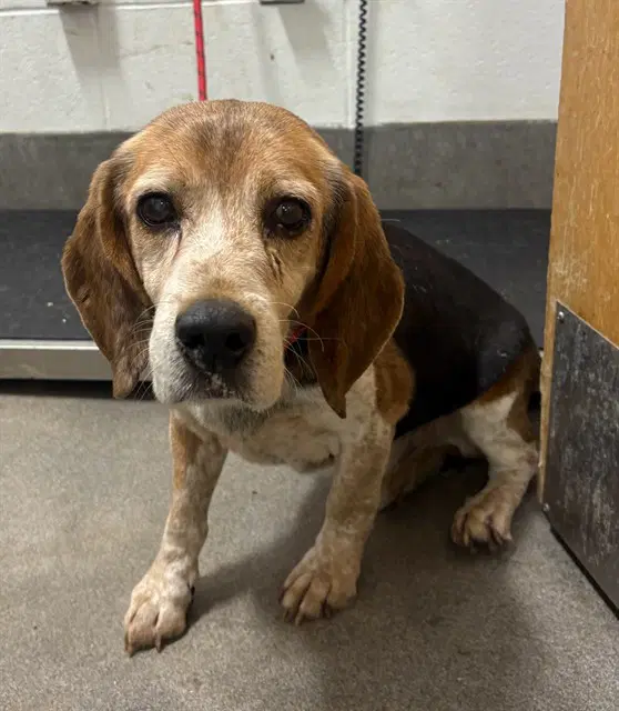 Silas - Beagle