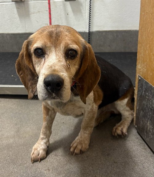 Silas, Beagle (short coat)
