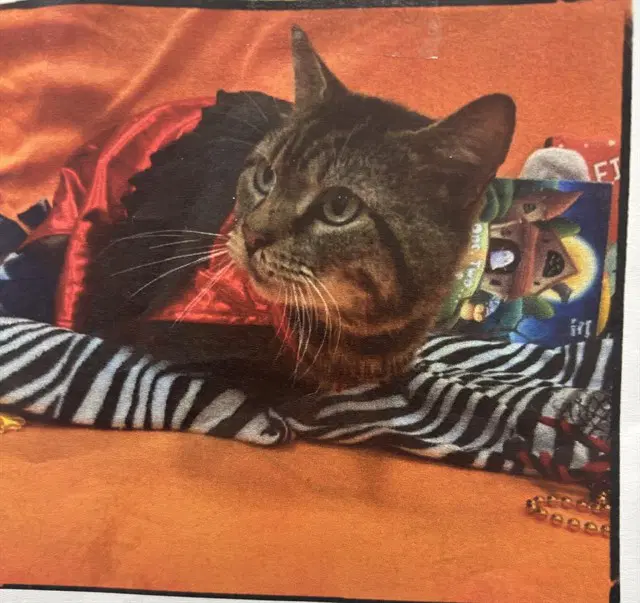 Oliver - Domestic Short Hair