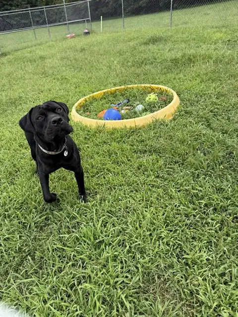 Dexter - Labrador Retriever