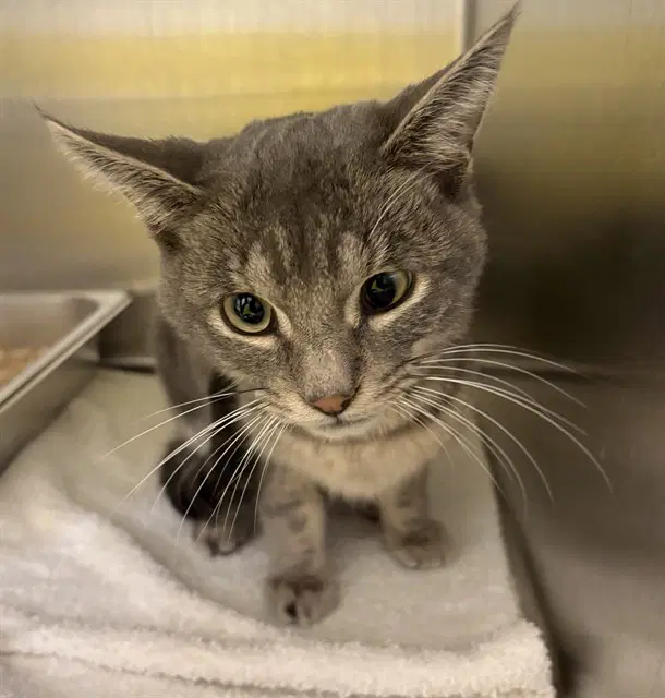 Bobby - Domestic Short Hair