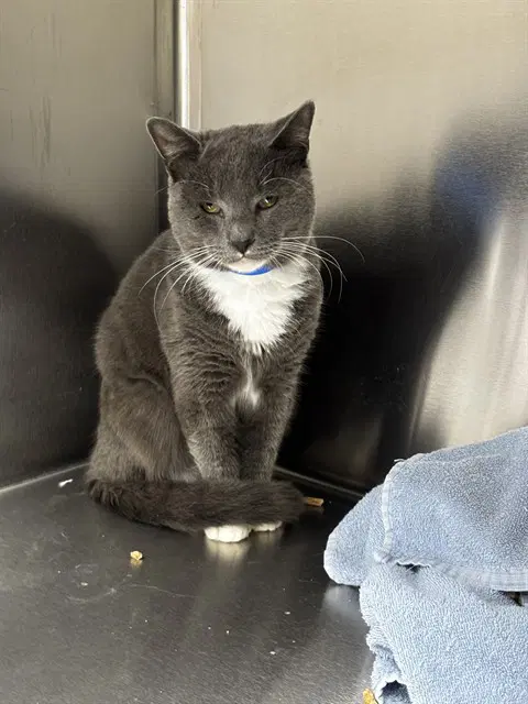Martin - Domestic Short Hair