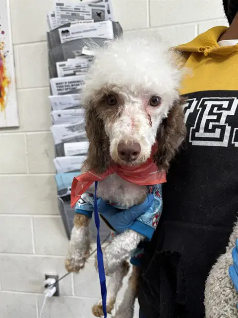 August - Poodle (Miniature)