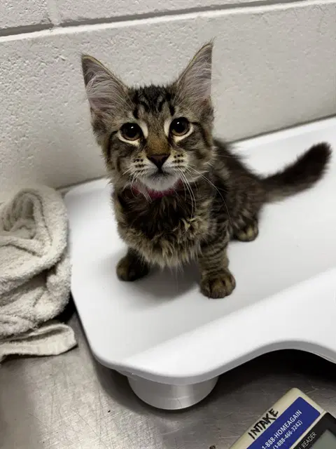 Tina - Domestic Short Hair